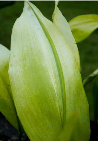 Aspidistra elatior 'Asahi' (aka Cast Iron Plant)