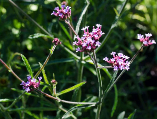Verbena bonariensis 'Lollipop'