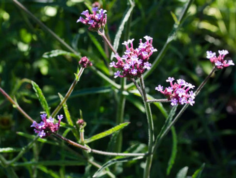 Verbena bonariensis 'Lollipop'