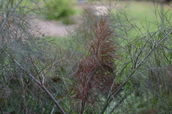 Foeniculum vulgare 'Purpureum'