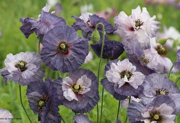 Papaver rhoeas 'Amazing Grey'