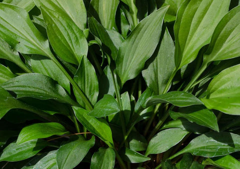 Hosta 'Tiny Tears'