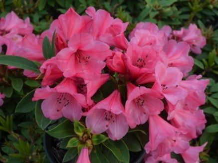 Rhododendron 'Kimbeth'