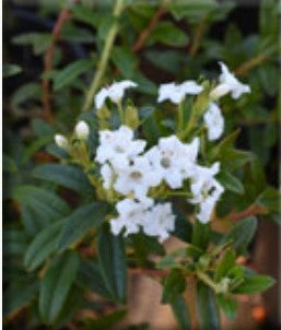 Rhododendron 'Arctic Tern'