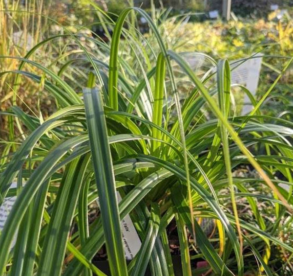 Carex oshimensis 'Ribbon Falls'