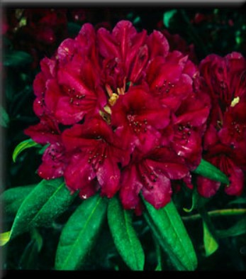 Rhododendron 'Black Sport'