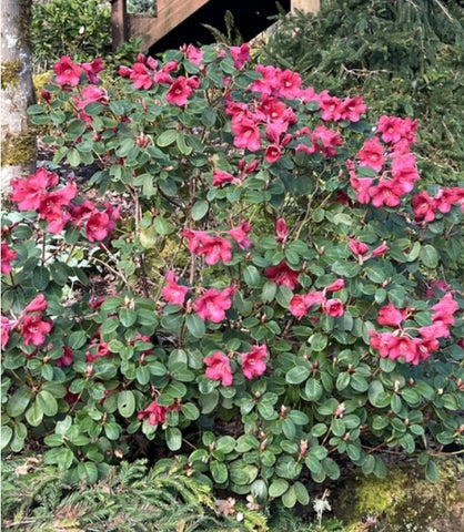 Rhododendron 'Sea-Tac'