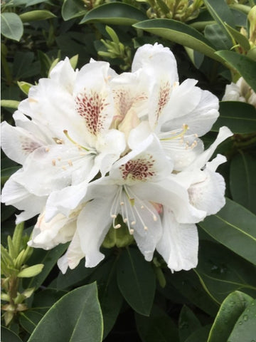 Rhododendron 'Schneebukett'