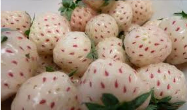 Pineberry (Fragaria chiloensis x virginiana)