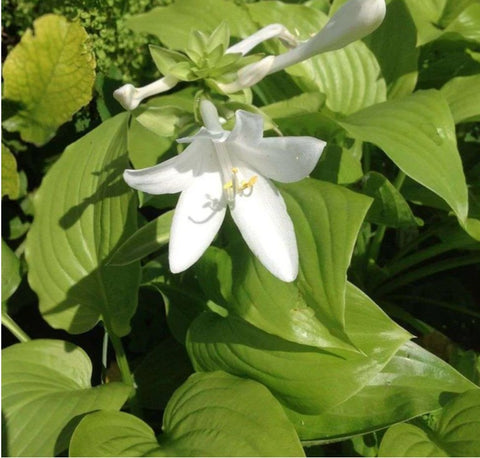 Hosta 'Plantaginea'