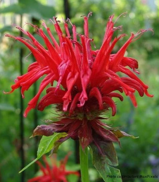 Monarda 'Jacob Kline'