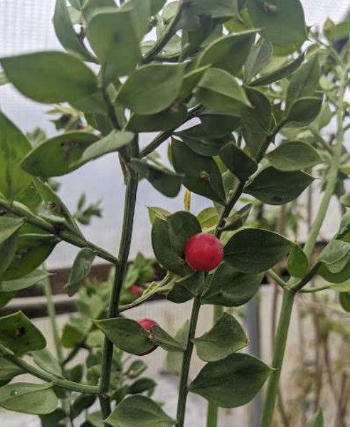 Ruscus aculeatus 'Wheeler's Variety'