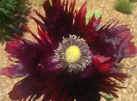 Papaver hybridum 'Drama Queen'