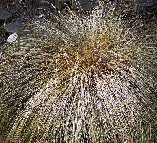 Carex testacea