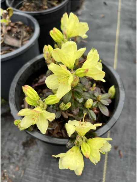 Rhododendron 'Wren'