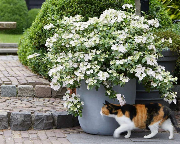 Hydrangea ‘Fairytrail Bride’ ™  (Hydrangea ‘Fairytrail Bride’)