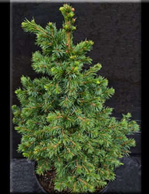 Picea omorika 'Wodan'