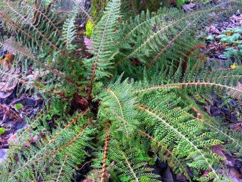 Polystichum setiferum 'Divisilobum' (Soft Shield Fern)