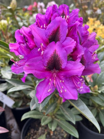 Rhododendron 'Black Eye'