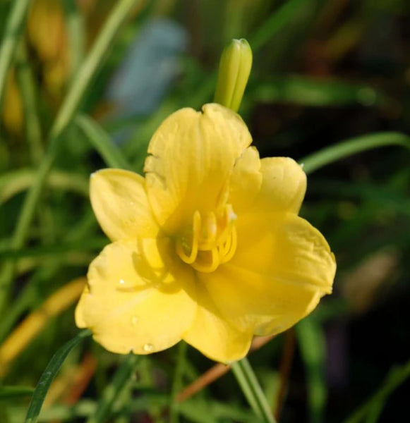 Hemerocallis 'Little Miss Sunshine'