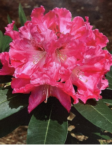 Rhododendron 'Kaye Player'