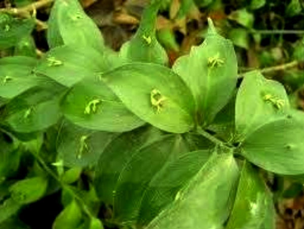 Ruscus hypophyllum
