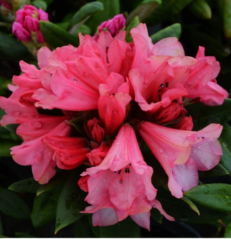 Rhododendron 'Winsome'