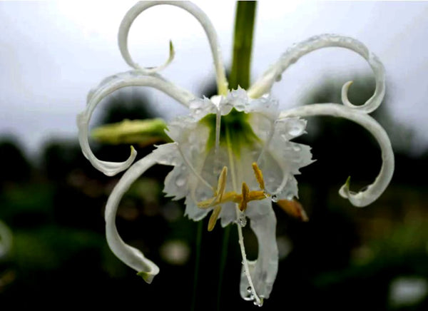 Hymenocallis x festalis 'Zwanenburg' (Spider Lily)