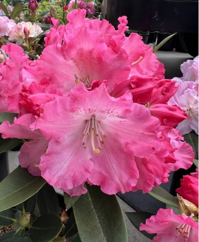 Rhododendron 'Anita Gehnrich'