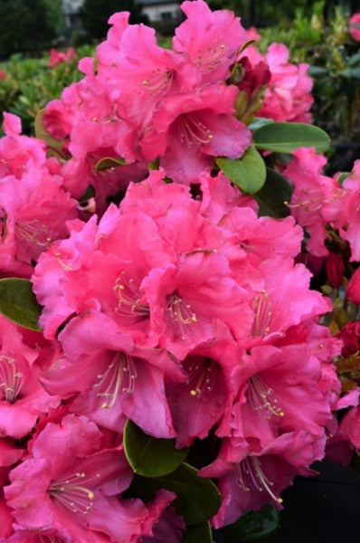 Rhododendron 'Karin'