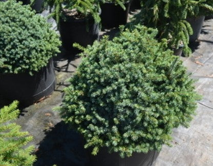 Picea mariana 'Golf Ball'