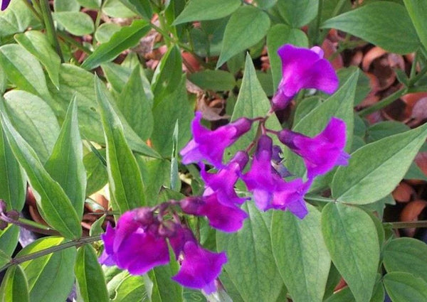 Lathyrus vernus