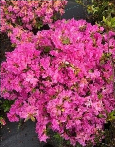 Azalea 'Royal Robe'