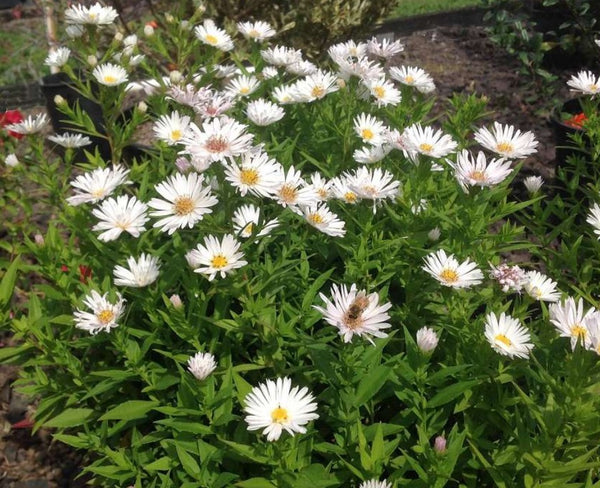 Symphyotrichum Puff White (aka Aster novi-belgii 'Puff White')