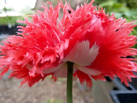 Papaver lacinata 'Afghan Pink Bicolor'