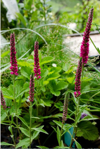 Veronica spicata 'Red Fox'