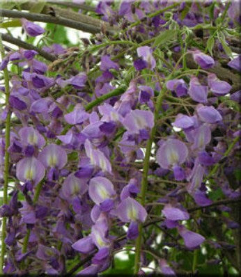 Wisteria floribunda 'Royal Purple'