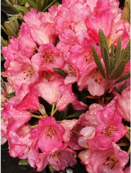 Rhododendron 'Wine and Roses'