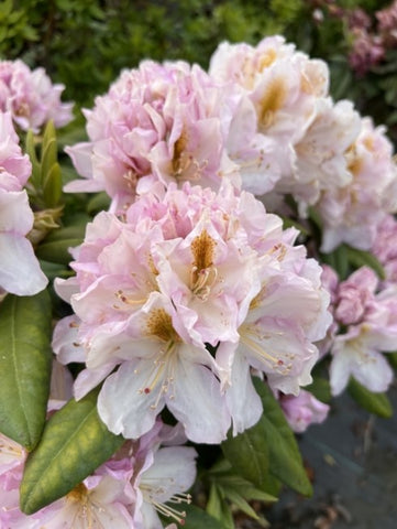 Rhododendron 'Genovena'