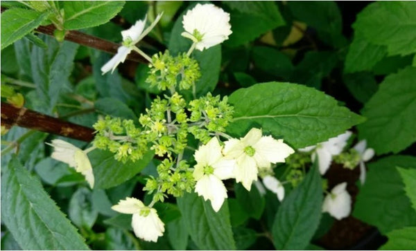 Hydrangea chinensis 'MonLongShou' (aka Golden Crane)