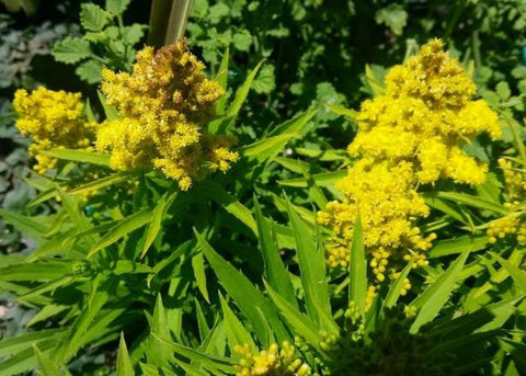 Solidago 'Little Lemon'