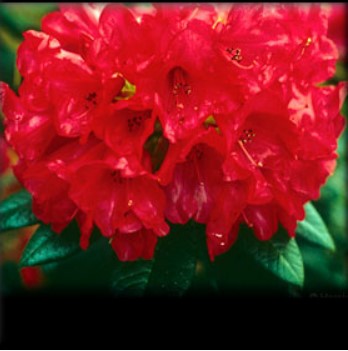 Rhododendron 'Belva's Joy'