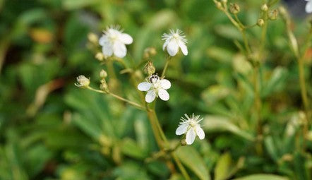 Potentilla tridentata