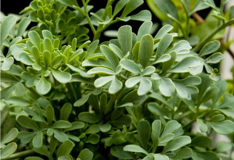 Ruta graveolens 'Jackman's Blue'