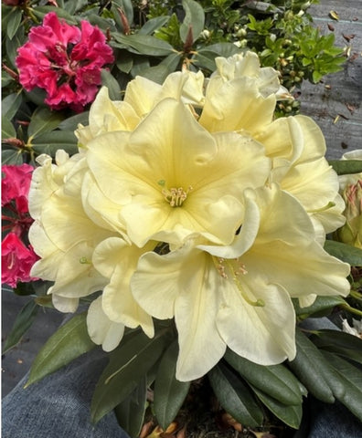 Rhododendron 'Karen Triplett'