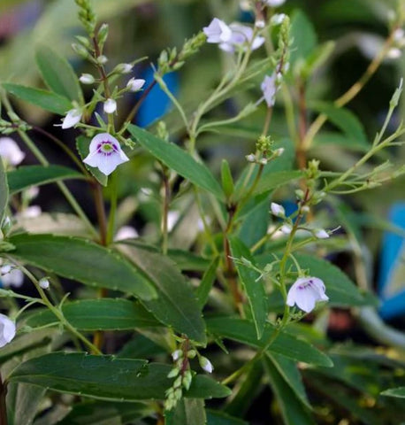 Veronica linifolia (aka Parahebe linifolia)
