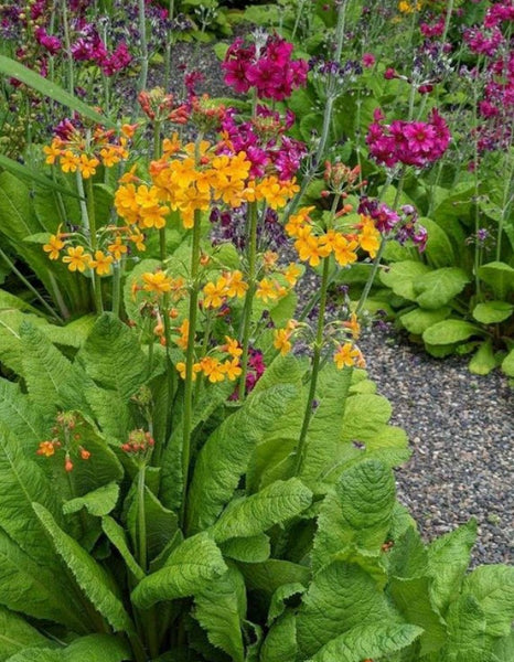 Primula bulleyana