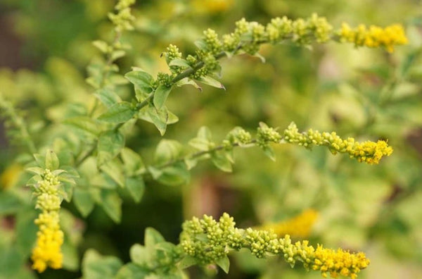 Solidago sphacelata 'Golden Fleece'