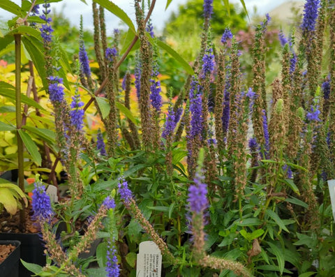 Veronica spicata 'Royal Candles'