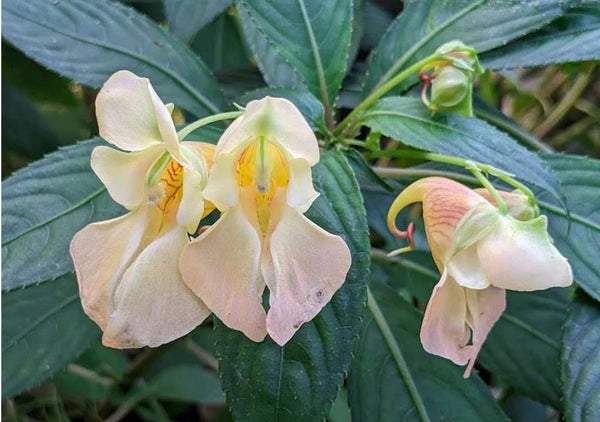 Impatiens mengtzseana